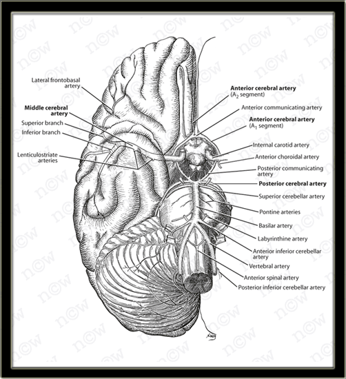 Circle of Willis (Nicole Wolf)